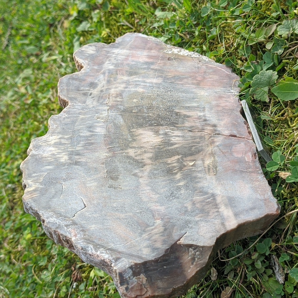 Petrified Wood Slab - Cabin Decor - Picture 3 of 4